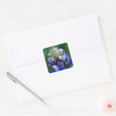 Dew Dapped Lupine Vierkante Sticker (Envelop)