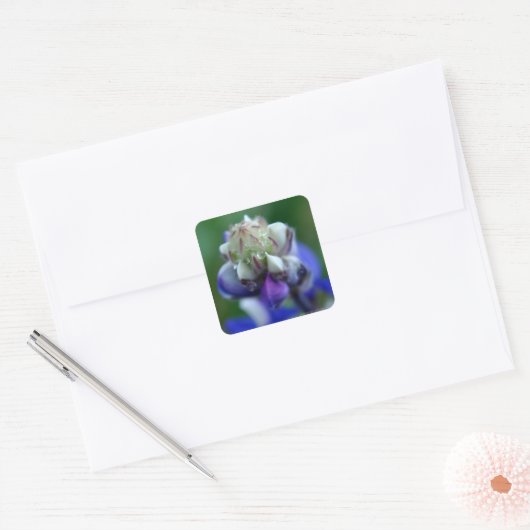 Dew Dapped Lupine Vierkante Sticker (Envelop)