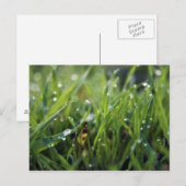 Dew Drop Grass Gardening briefkaart (Voorkant / Achterkant)
