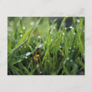 Dew Drop Grass Gardening briefkaart