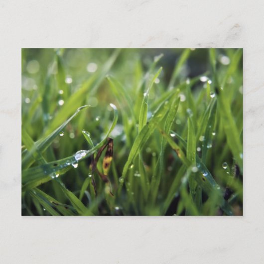 Dew Drop Grass Gardening briefkaart (Voorkant)