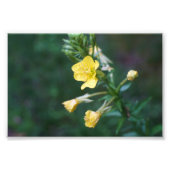 Dew Drop Intiem Foto Afdruk (Voorkant)