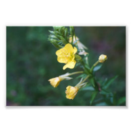 Dew Drop Intiem Foto Afdruk