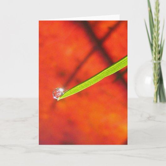 Dew Drop om Green Grass Vreedzame Meditatie Kaart (Voorkant)