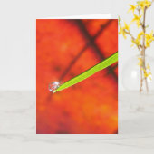 Dew Drop om Green Grass Vreedzame Meditatie Kaart (Gele Bloem)