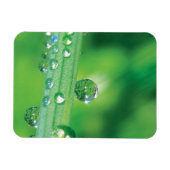 Dew Drop on Green Grass Meditatie Magneet (Horizontaal)