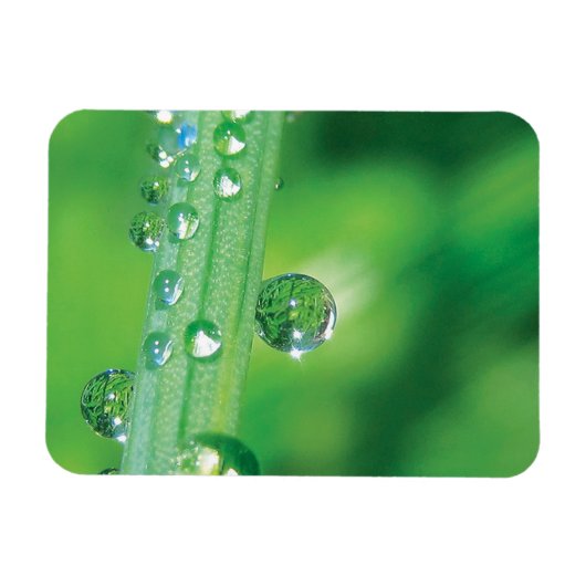 Dew Drop on Green Grass Meditatie Magneet (Horizontaal)