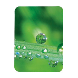 Dew Drop on Green Grass Meditatie Magneet