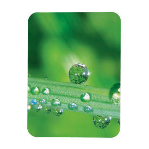 Dew Drop on Green Grass Meditatie Magneet