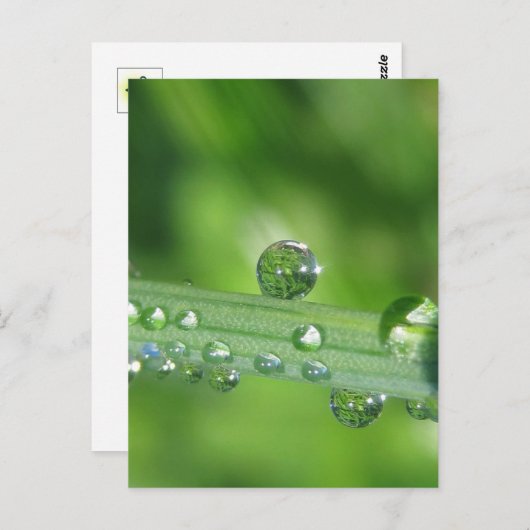 Dew Drop op Green Grass Vreedzame Natuur Briefkaart (Voorkant / Achterkant)