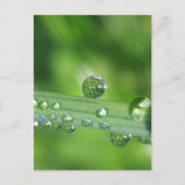 Dew Drop op Green Grass Vreedzame Natuur Briefkaart (Voorkant)