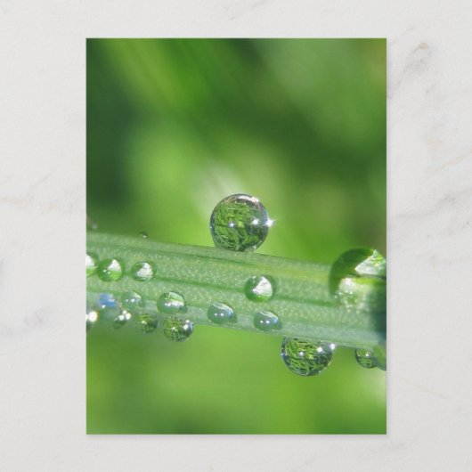 Dew Drop op Green Grass Vreedzame Natuur Briefkaart (Voorkant)