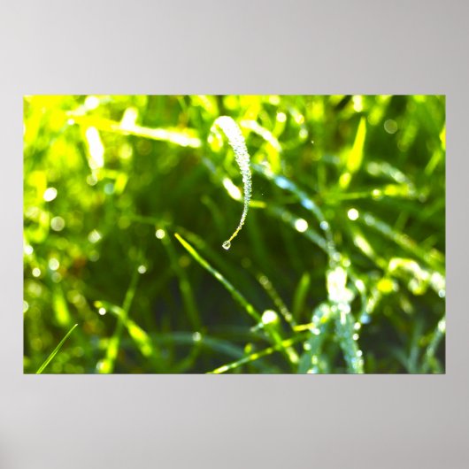 Dew Drop Poster (Voorkant)