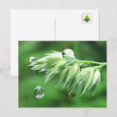 Dew Drop Rope Swing Playful Nature Briefkaart (Voorkant / Achterkant)