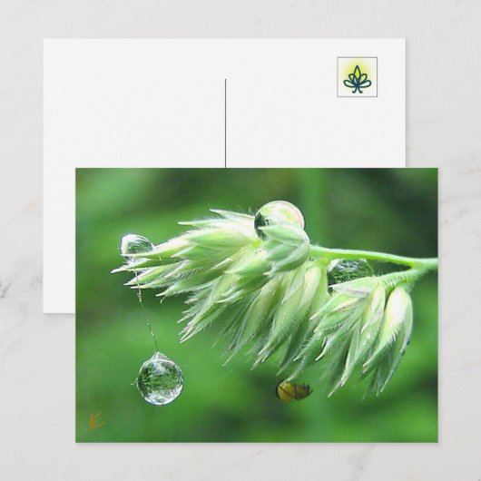 Dew Drop Rope Swing Playful Nature Briefkaart (Voorkant / Achterkant)