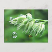 Dew Drop Rope Swing Playful Nature Briefkaart (Voorkant)