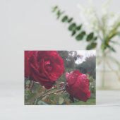 Dew Drop-Rozen Briefkaart (Staand voorkant)