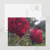 Dew Drop-Rozen Briefkaart (Voorkant / Achterkant)