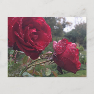 Dew Drop-Rozen Briefkaart