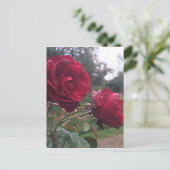 Dew Drop-Rozen Briefkaart (Staand voorkant)