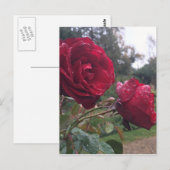 Dew Drop-Rozen Briefkaart (Voorkant / Achterkant)