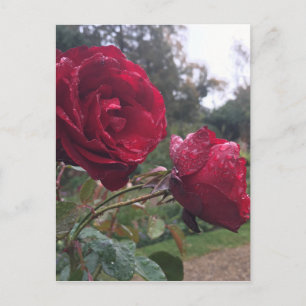 Dew Drop-Rozen Briefkaart