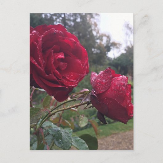 Dew Drop-Rozen Briefkaart (Voorkant)