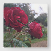 Dew Drop-Rozen Vierkante Klok (Voorkant)