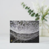 Dew Drop Water Hammock Spider Web Briefkaart (Staand voorkant)