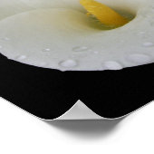 Dew drop White Arum Lily Poster (Hoek)