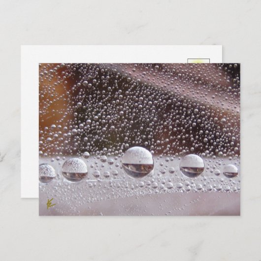 Dew Drop Yin Yang Nature Meditation Briefkaart (Voorkant / Achterkant)