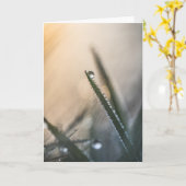 Dew Droplets Grass Natuur Foto Kaart (Gele Bloem)