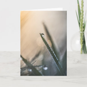 Dew Droplets Grass Natuur Foto Kaart