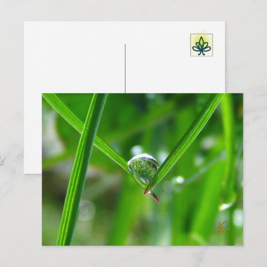 Dew Drops Holding Hands Beautiful Nature Briefkaart (Voorkant / Achterkant)