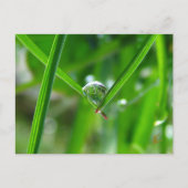 Dew Drops Holding Hands Beautiful Nature Briefkaart (Voorkant)