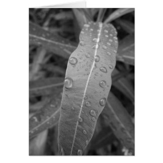 Dew Drops-kaart