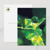 Dew Drops Nature Meditation Mindfulness Briefkaart (Voorkant / Achterkant)