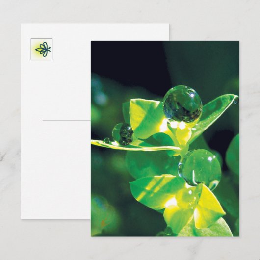 Dew Drops Nature Meditation Mindfulness Briefkaart (Voorkant / Achterkant)