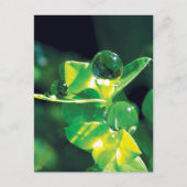 Dew Drops Nature Meditation Mindfulness Briefkaart (Voorkant)