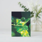 Dew Drops Nature Meditation Mindfulness Briefkaart (Staand voorkant)