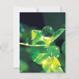 Dew Drops Nature Meditation Mindfulness Briefkaart