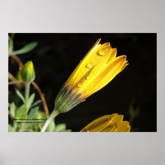 Dew Drops on a Yellow Daisy - Foto afdrukken Poster (Voorkant)