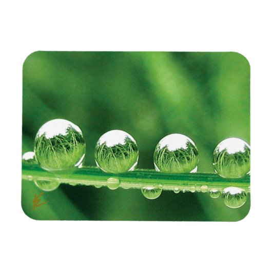Dew Drops On Green Grass Elegant Nature Magneet (Horizontaal)