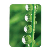 Dew Drops On Green Grass Elegant Nature Magneet (Verticaal)