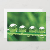 Dew Drops on Green Grass Peaceful, Calming. Nature Briefkaart (Voorkant / Achterkant)