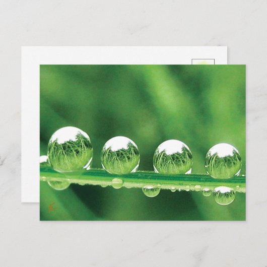 Dew Drops on Green Grass Peaceful, Calming. Nature Briefkaart (Voorkant / Achterkant)
