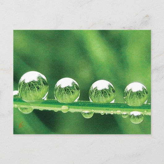 Dew Drops on Green Grass Peaceful, Calming. Nature Briefkaart (Voorkant)