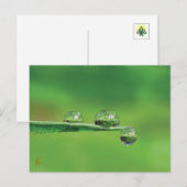 Dew Drops on Green Grass Peaceful Nature Briefkaart (Voorkant / Achterkant)