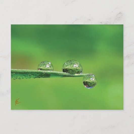 Dew Drops on Green Grass Peaceful Nature Briefkaart (Voorkant)