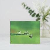 Dew Drops on Green Grass Peaceful Nature Briefkaart (Staand voorkant)